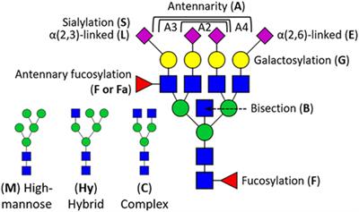 Serum Protein N-Glycosylation Changes with Rheumatoid Arthritis Disease Activity during and after Pregnancy